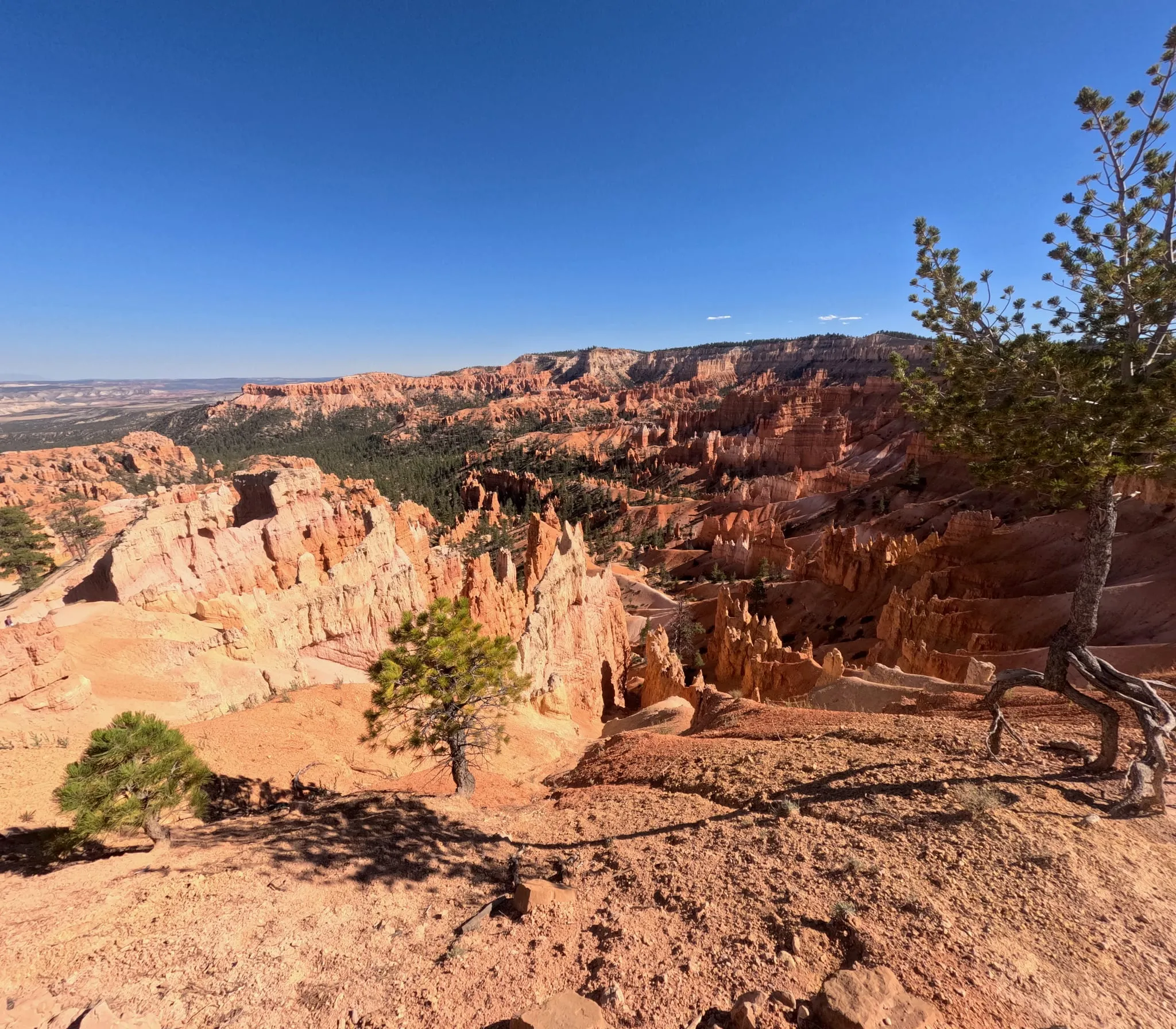 Hoodoos and pines in the Bryce Canyon amphitheater