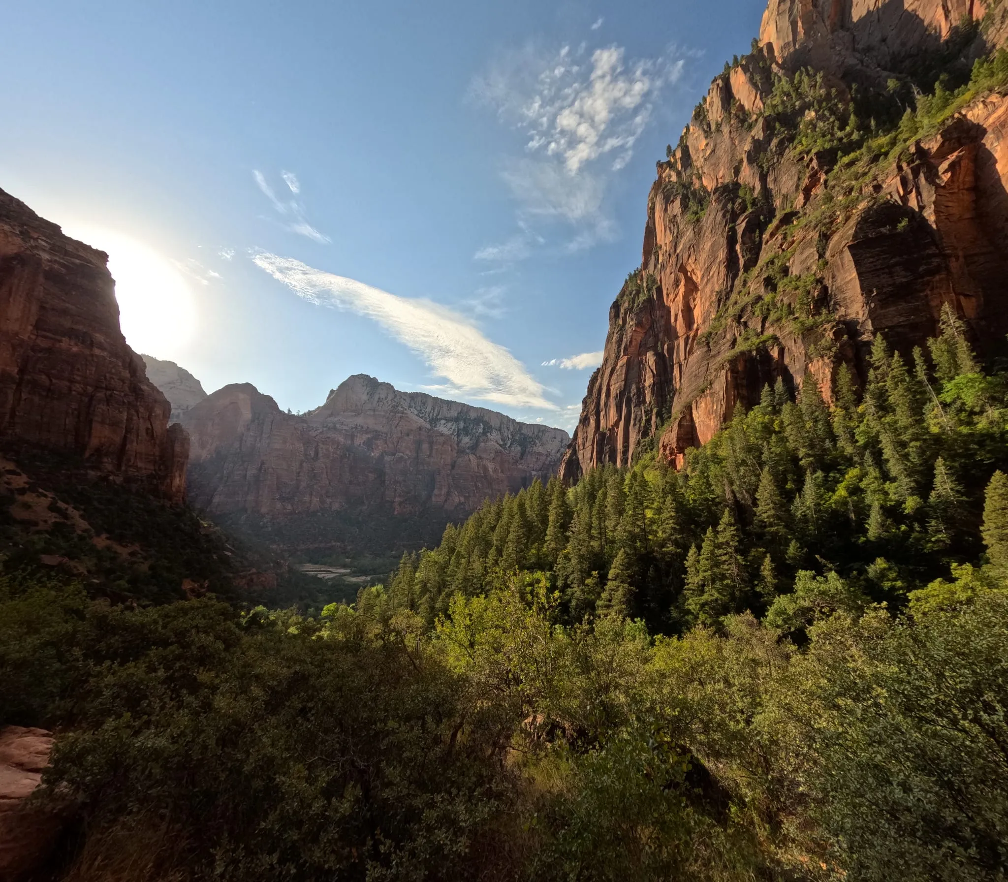 A forested valley between red cliffs in Zion