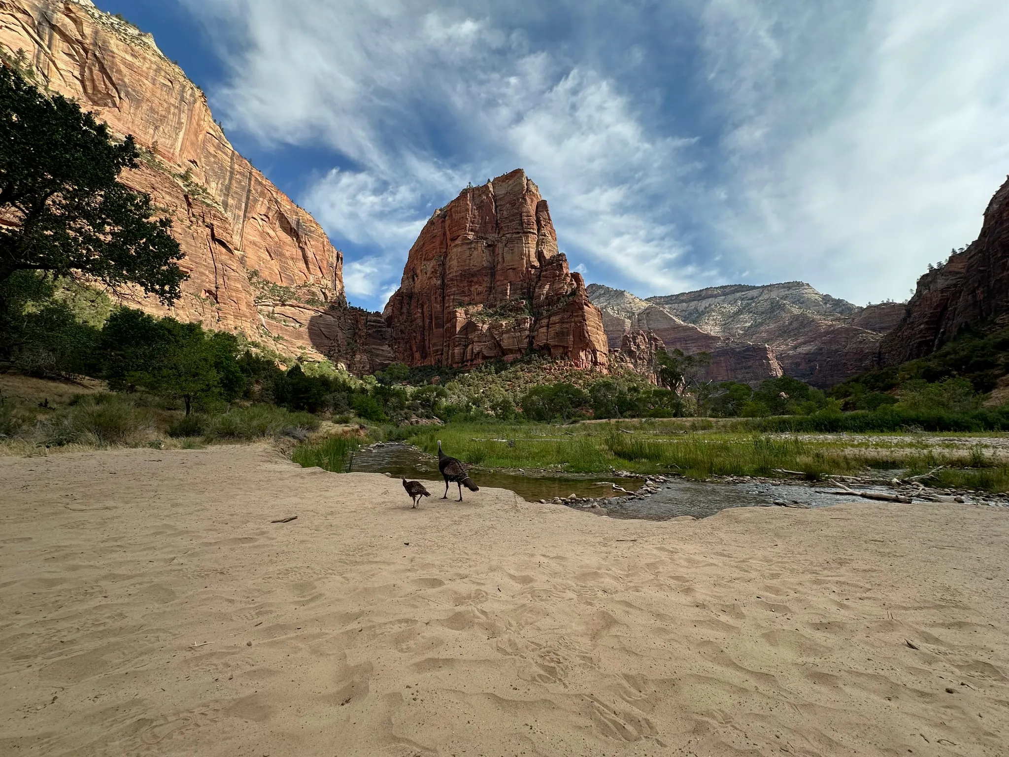 Wild turkeys on a sandbar below Angels Landing