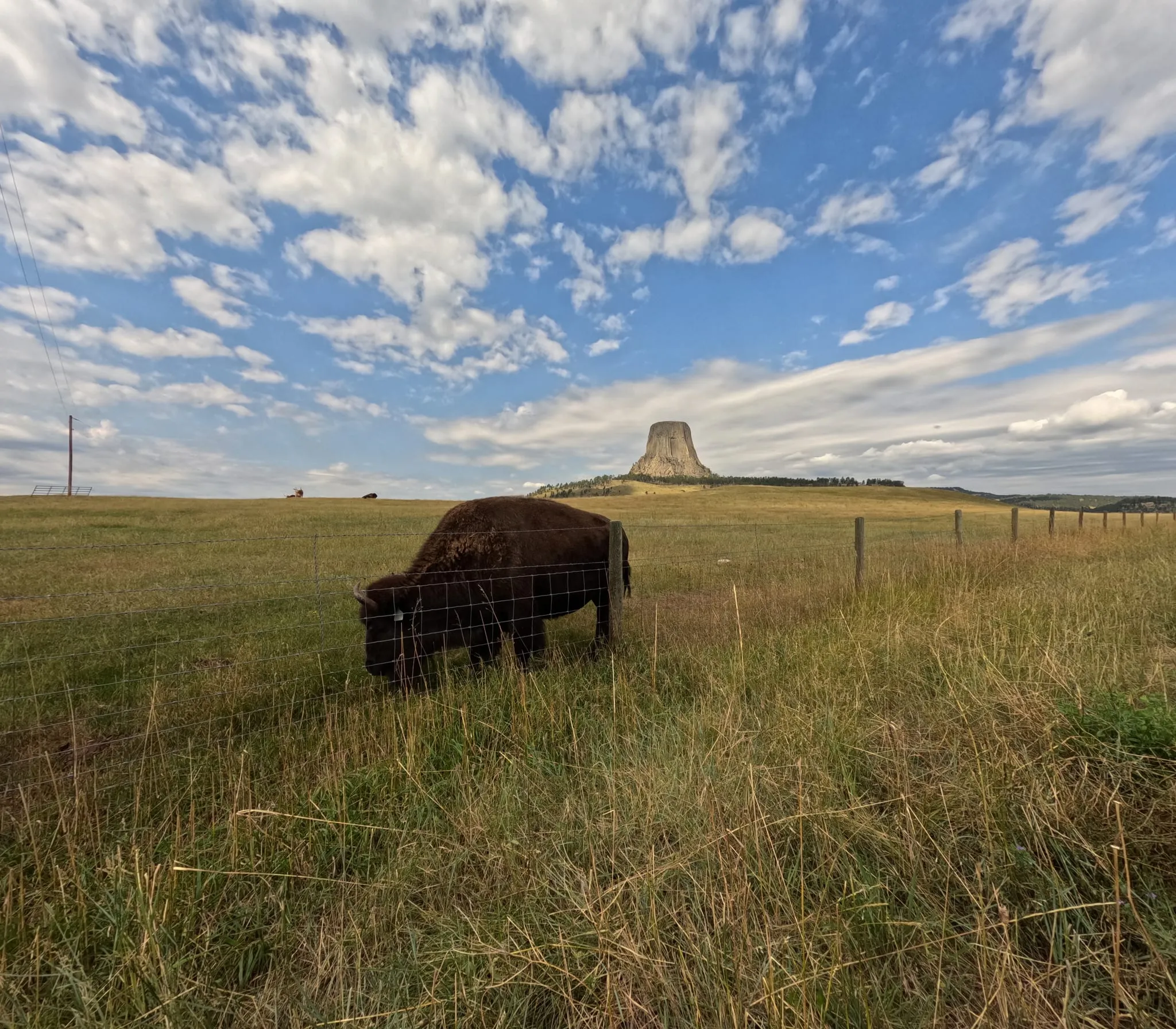 A bison grazing with Devils Tower in the distance