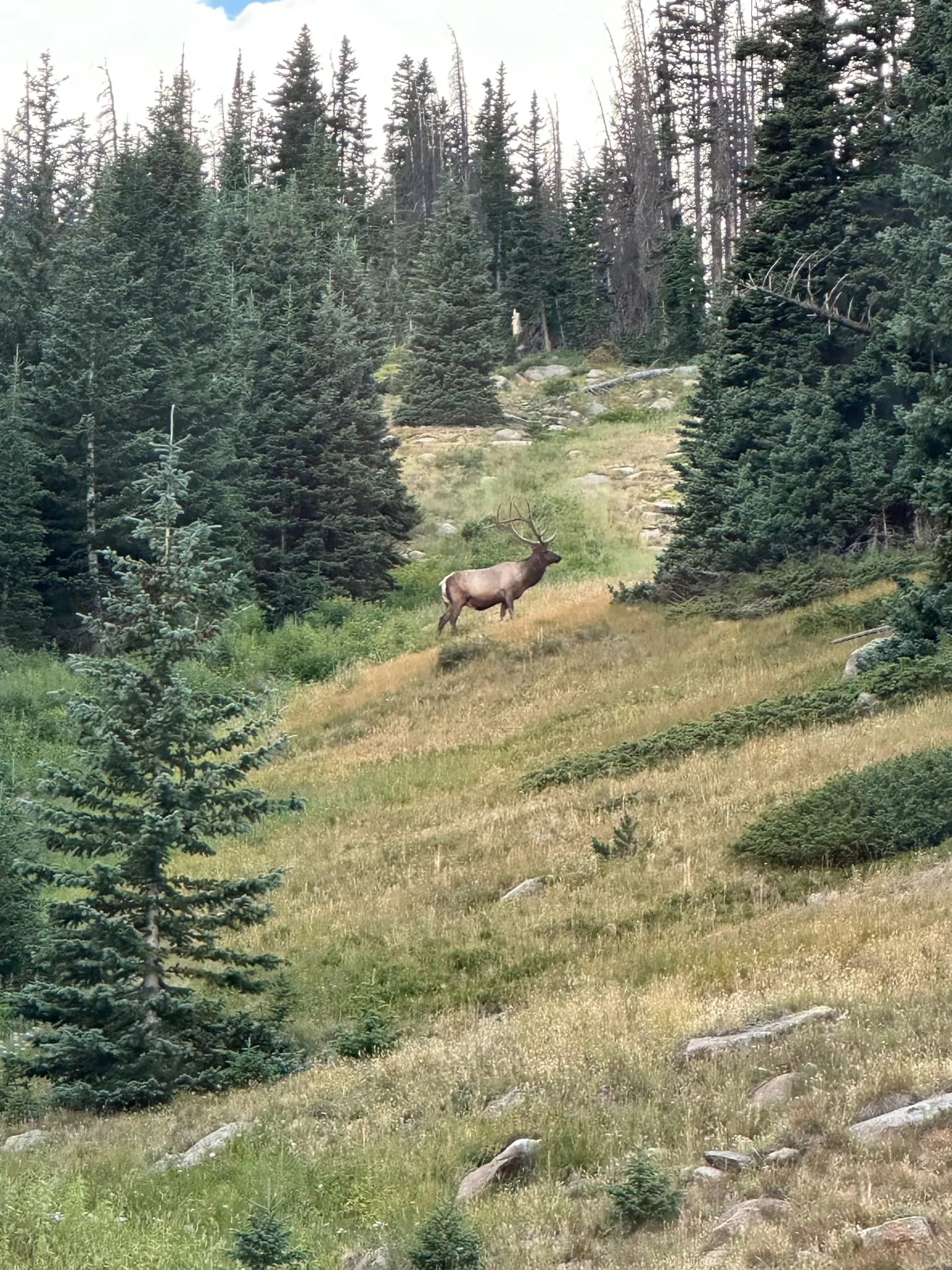 An elk standing in a meadow between pines
