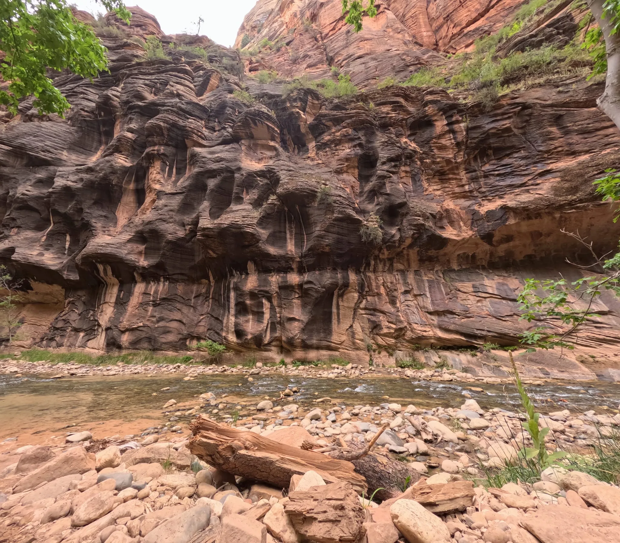 Wavy sandstone walls above the river in the Zion Narrows