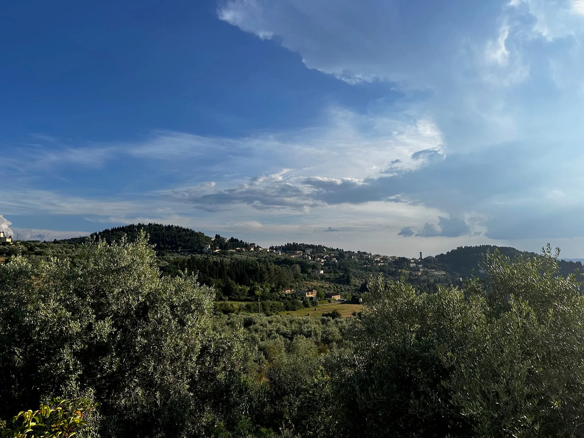 Olive trees and wooded hills outside Florence