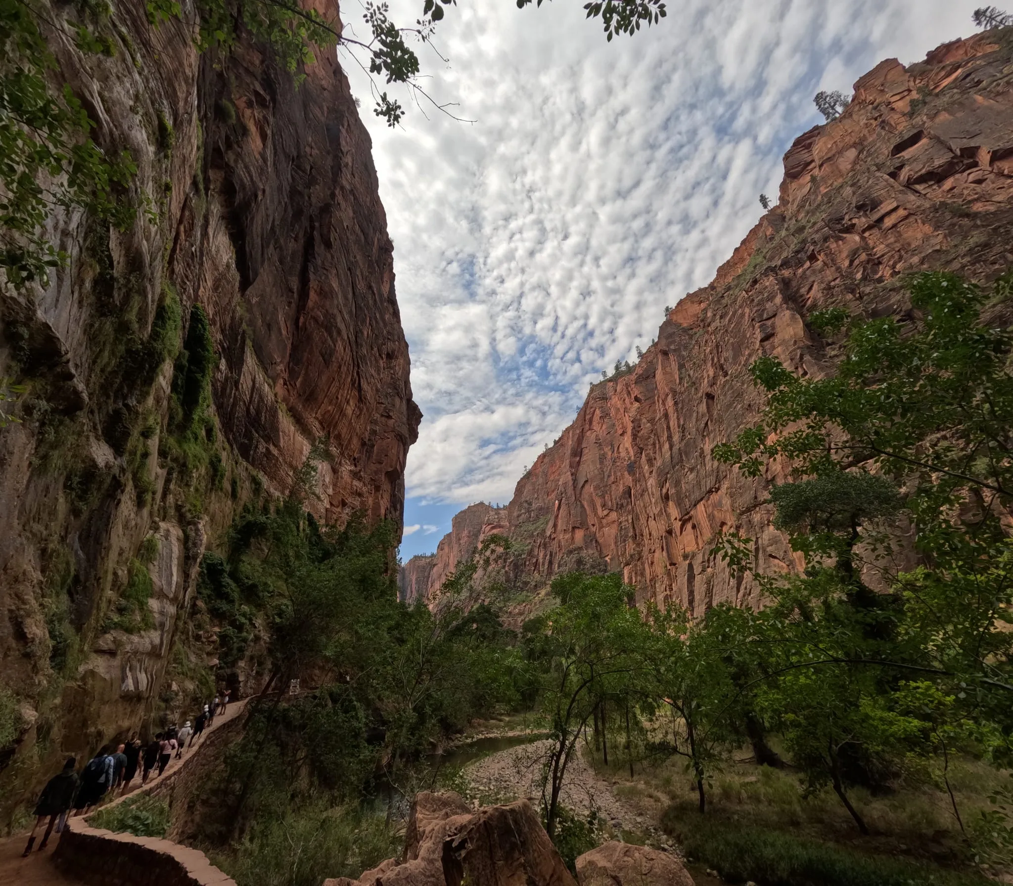 Tall canyon walls and trees along a trail in Zion