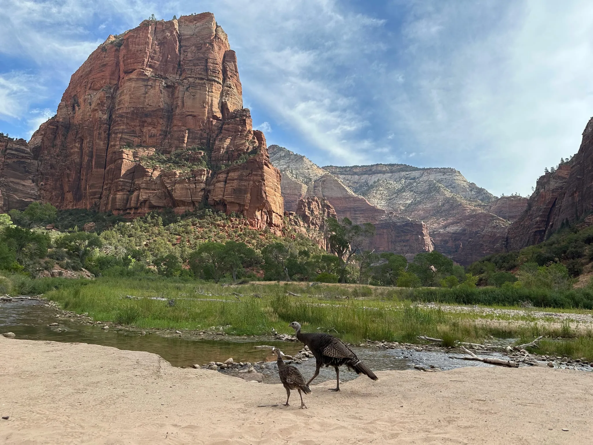 Wild turkeys on the riverbank below Angels Landing