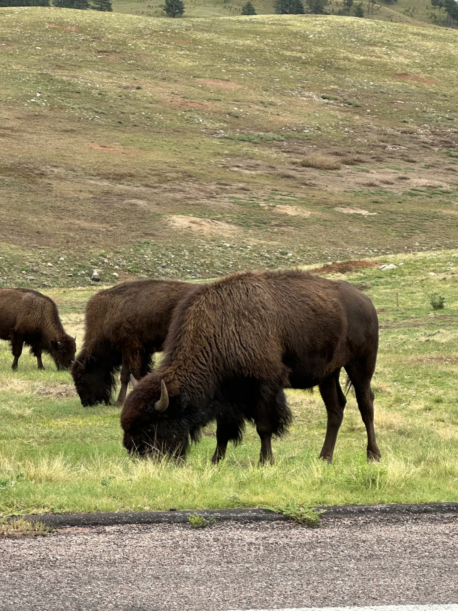 Bison grazing on a green hillside