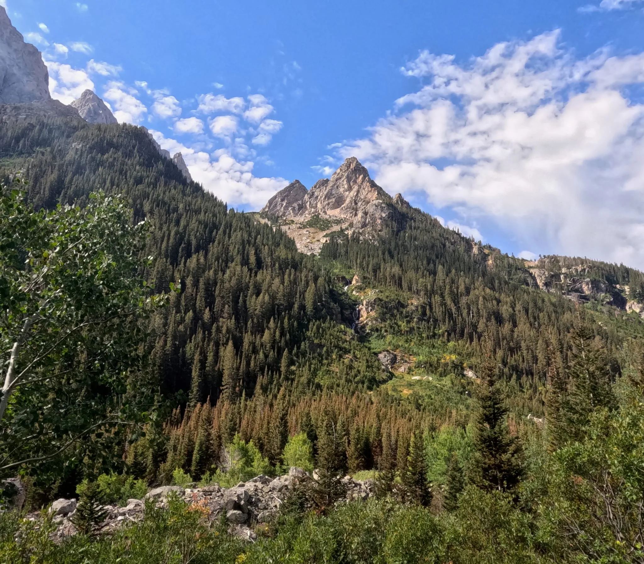 A sharp peak above pine forest in Grand Teton