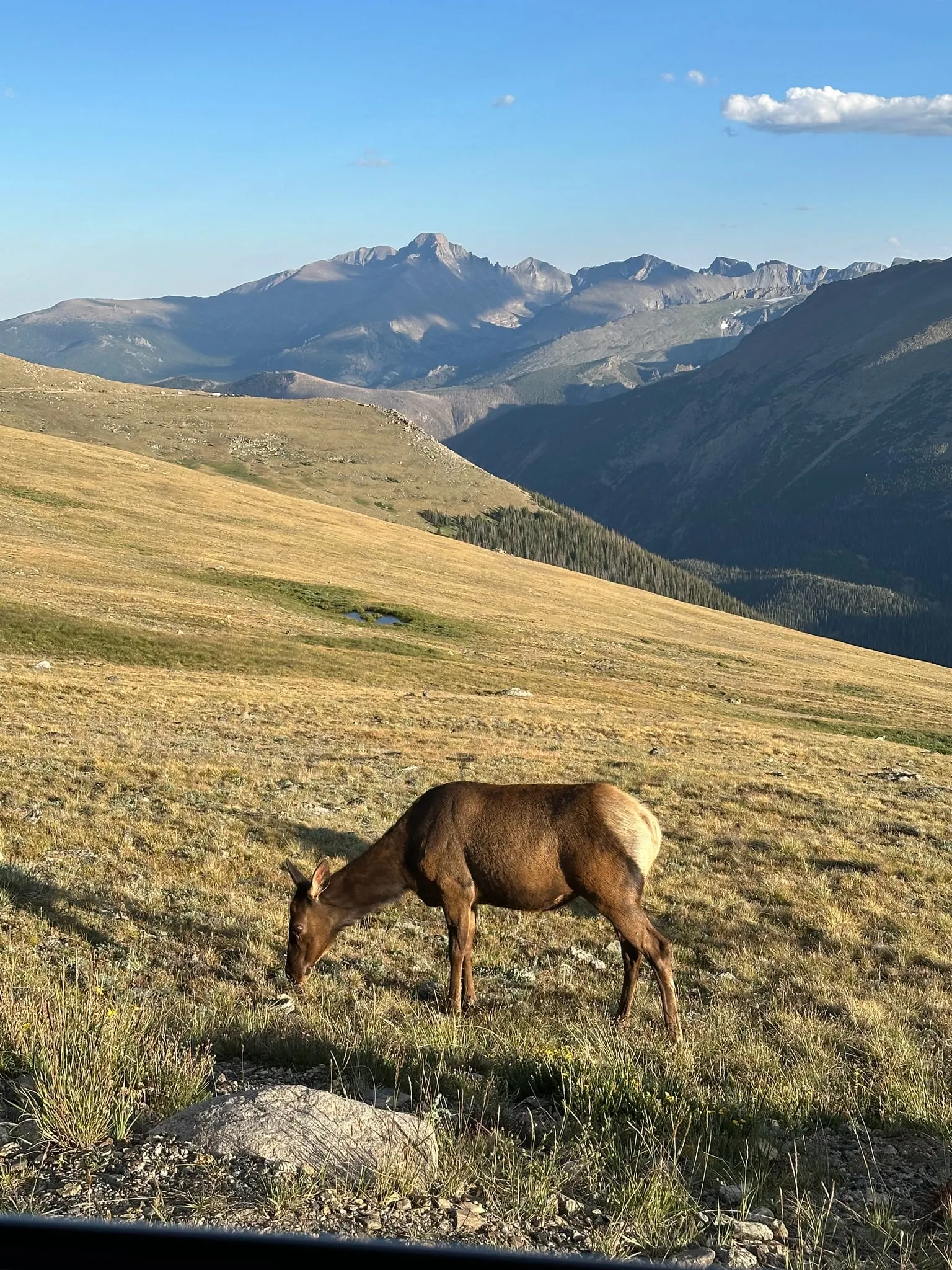 An elk grazing on a grassy alpine slope