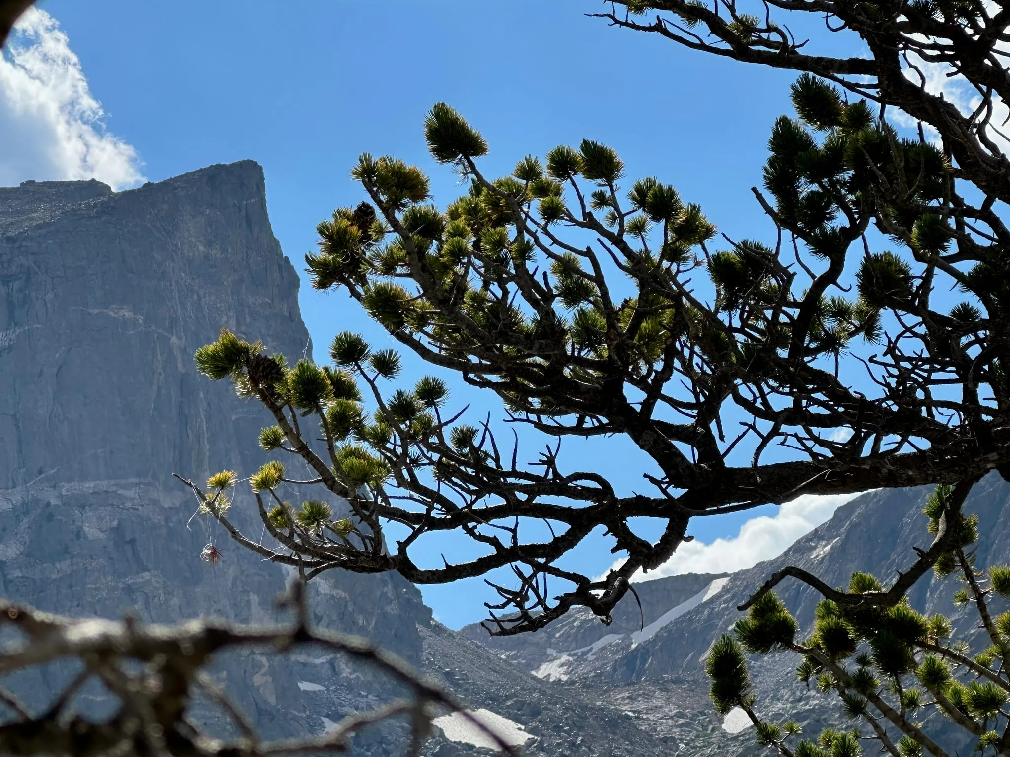 Hallett Peak framed by pine branches