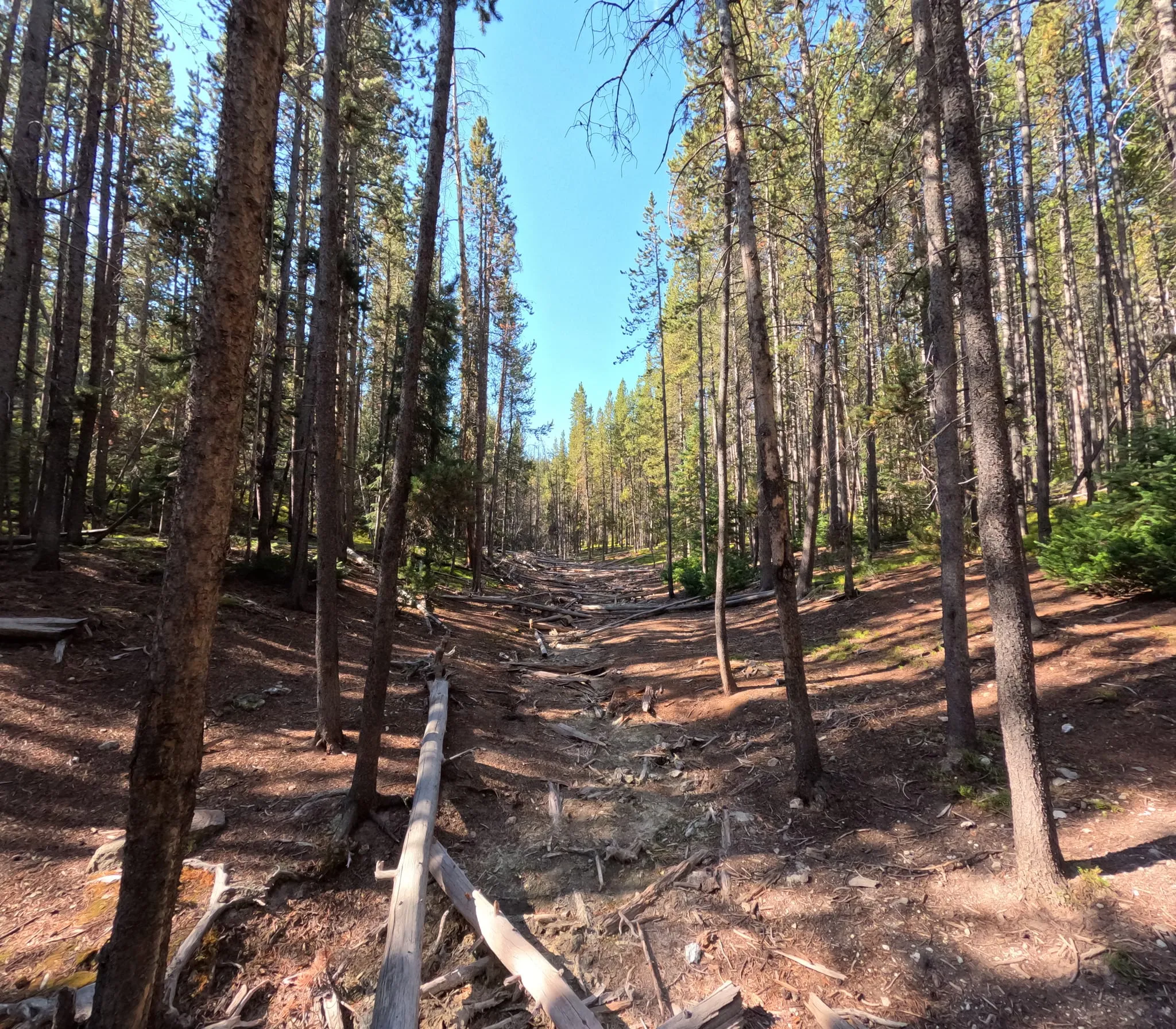 A dry trail through a pine forest