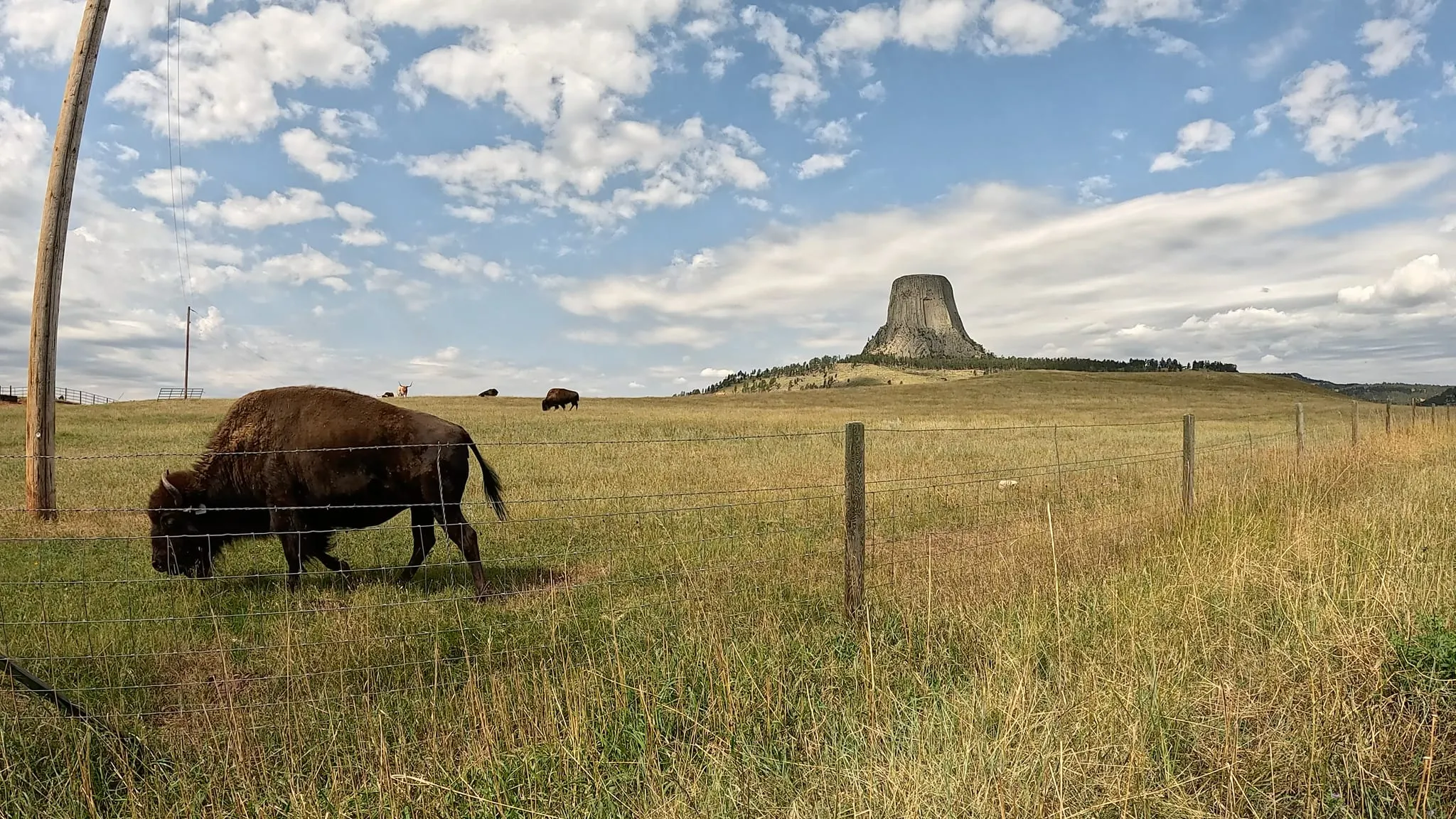 A bison by a fence with Devils Tower behind